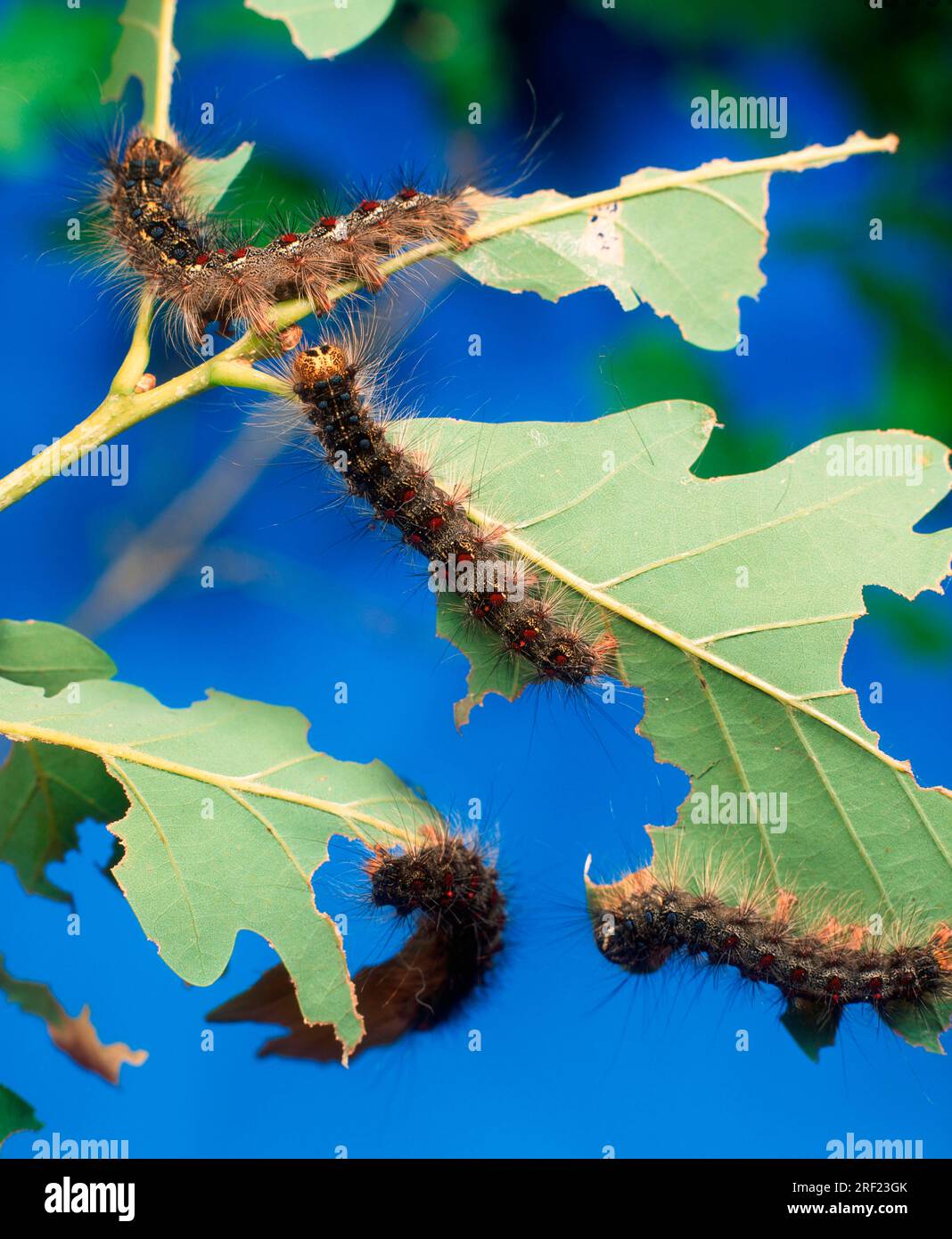 Gypsy moth (Lymantria dispar), caterpillars Stock Photo Alamy