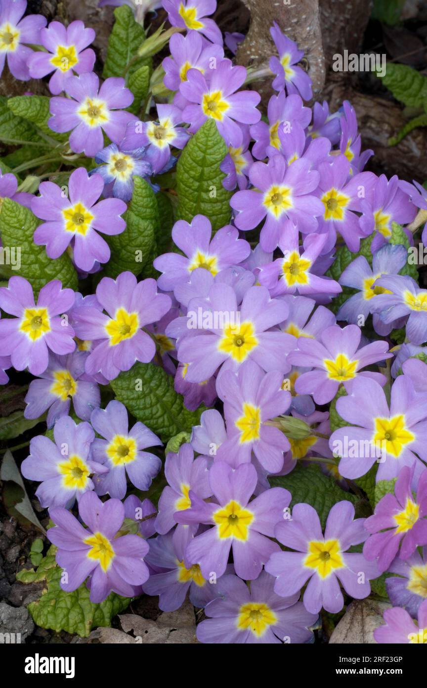 Primrose (Primula vulgaris), Cushion Primrose, Stemless Cowslip Stock Photo