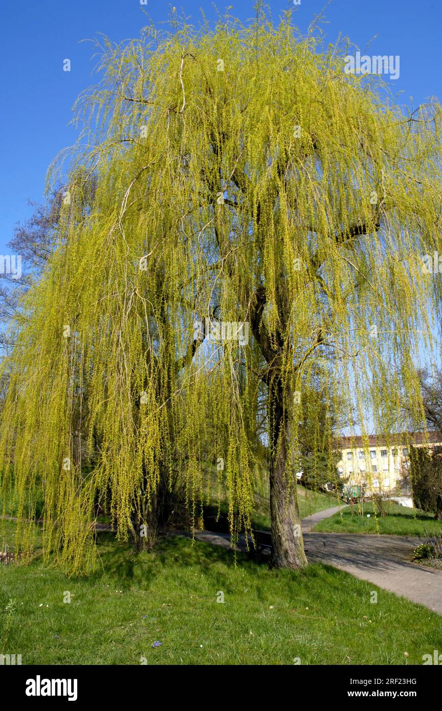 Weeping willow (Salix alba tristis), silver willow, willow Stock Photo