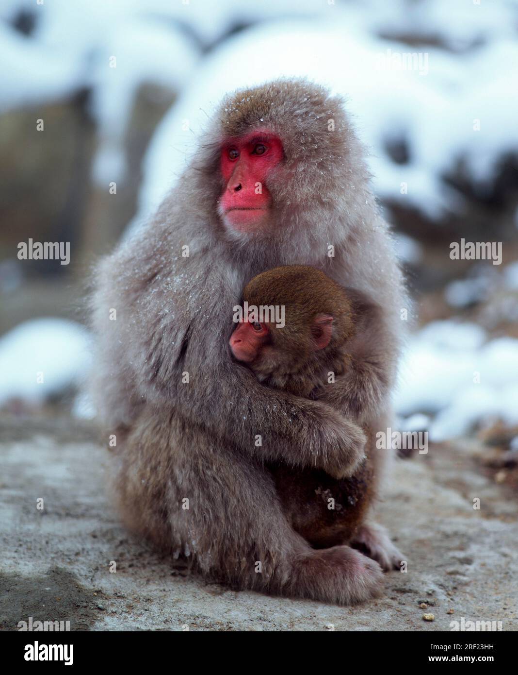 Red-faced macaque, female with young, Japan Stock Photo
