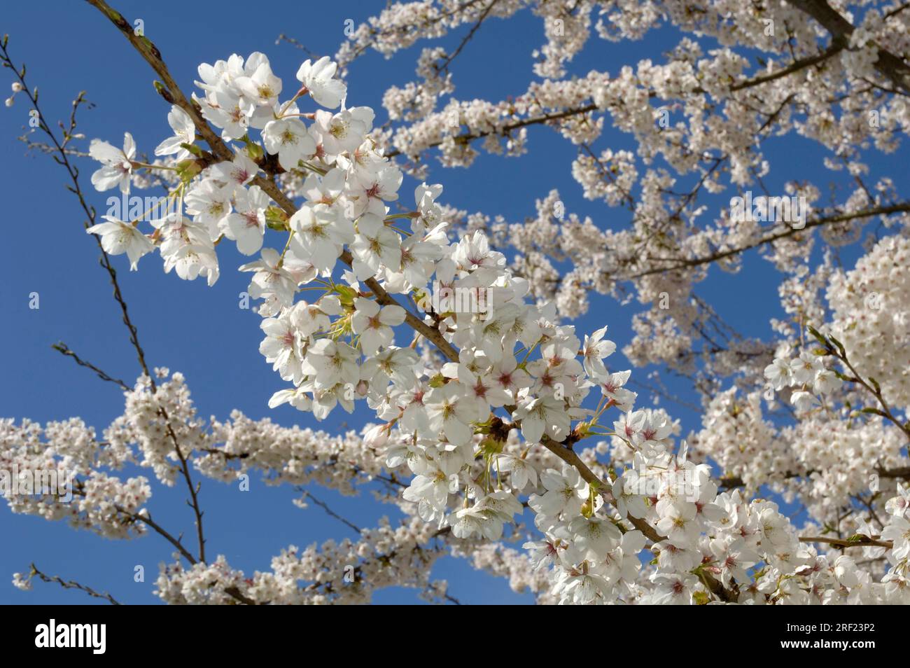 Tokyo cherry (Prunus x yedoensis x yedoensis), Japanese May cherry ...