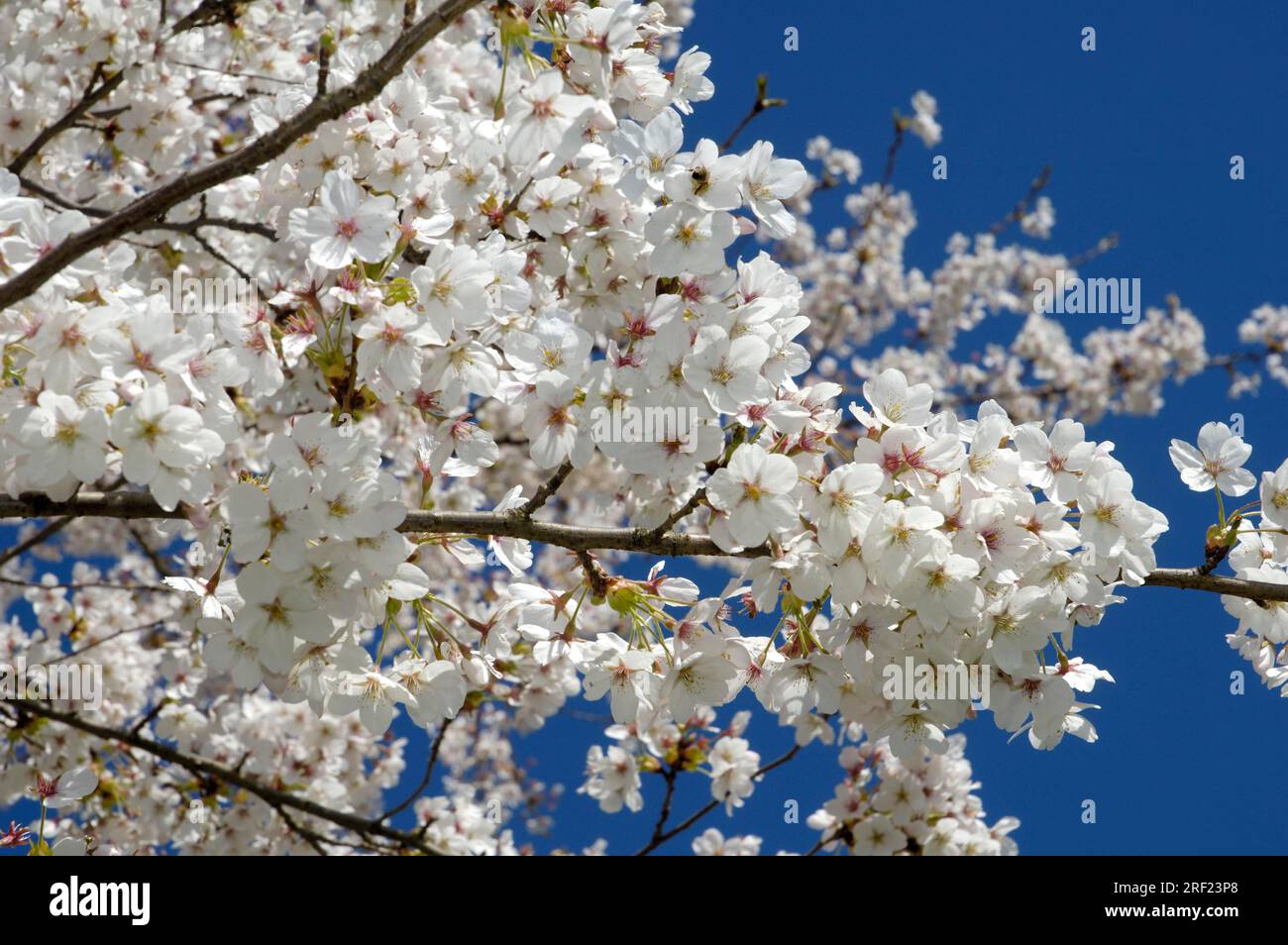 Tokyo cherry (Prunus x yedoensis x yedoensis), Japanese May cherry ...