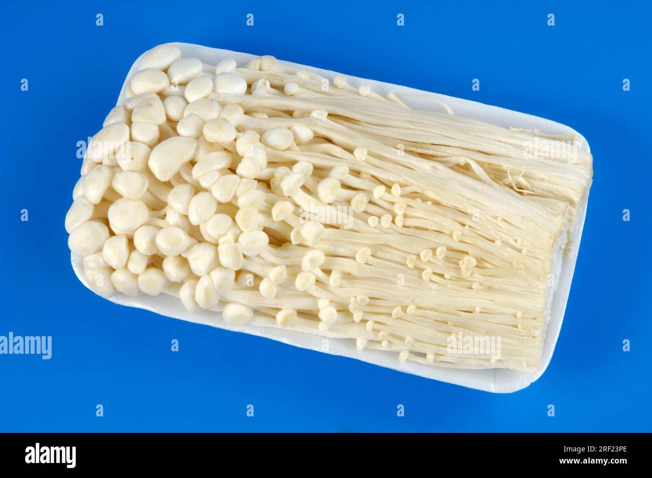 Enoki mushrooms, Golden needle mushroom (Flammulina velutipes Stock