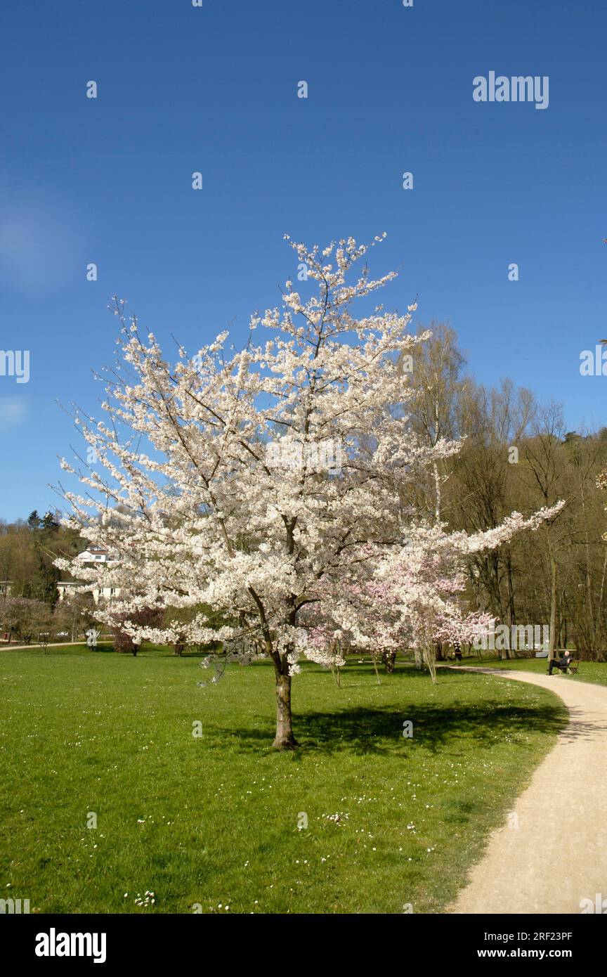 Tokyo cherry (Prunus x yedoensis x yedoensis), Japanese May cherry ...