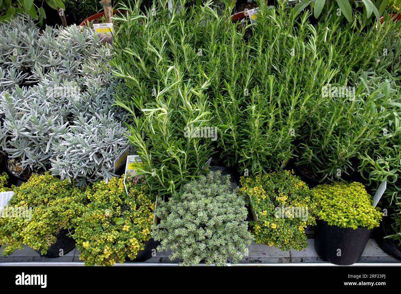Herbs in vegetable cultivation Stock Photo Alamy