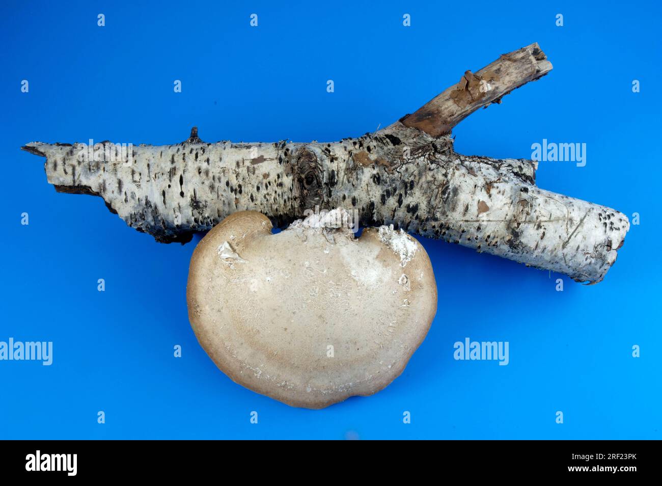 Birch polypore (Piptoporus betulinus), medicinal mushrooms Stock Photo