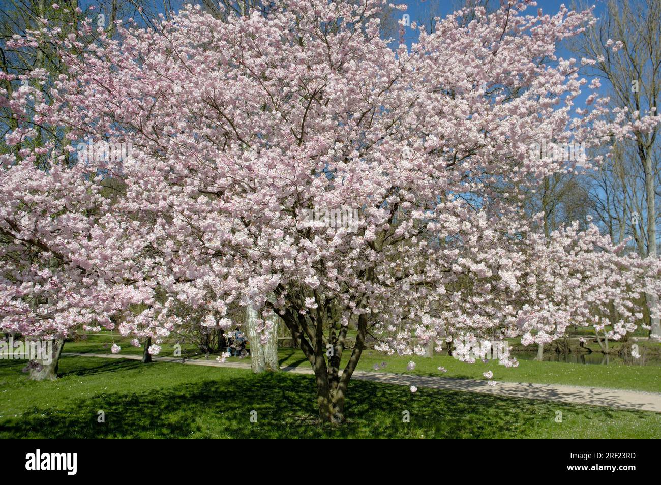 Prunus (Prunus sargentii x subhirtella) Flowering cherry 'Knight's stroke Stock Photo
