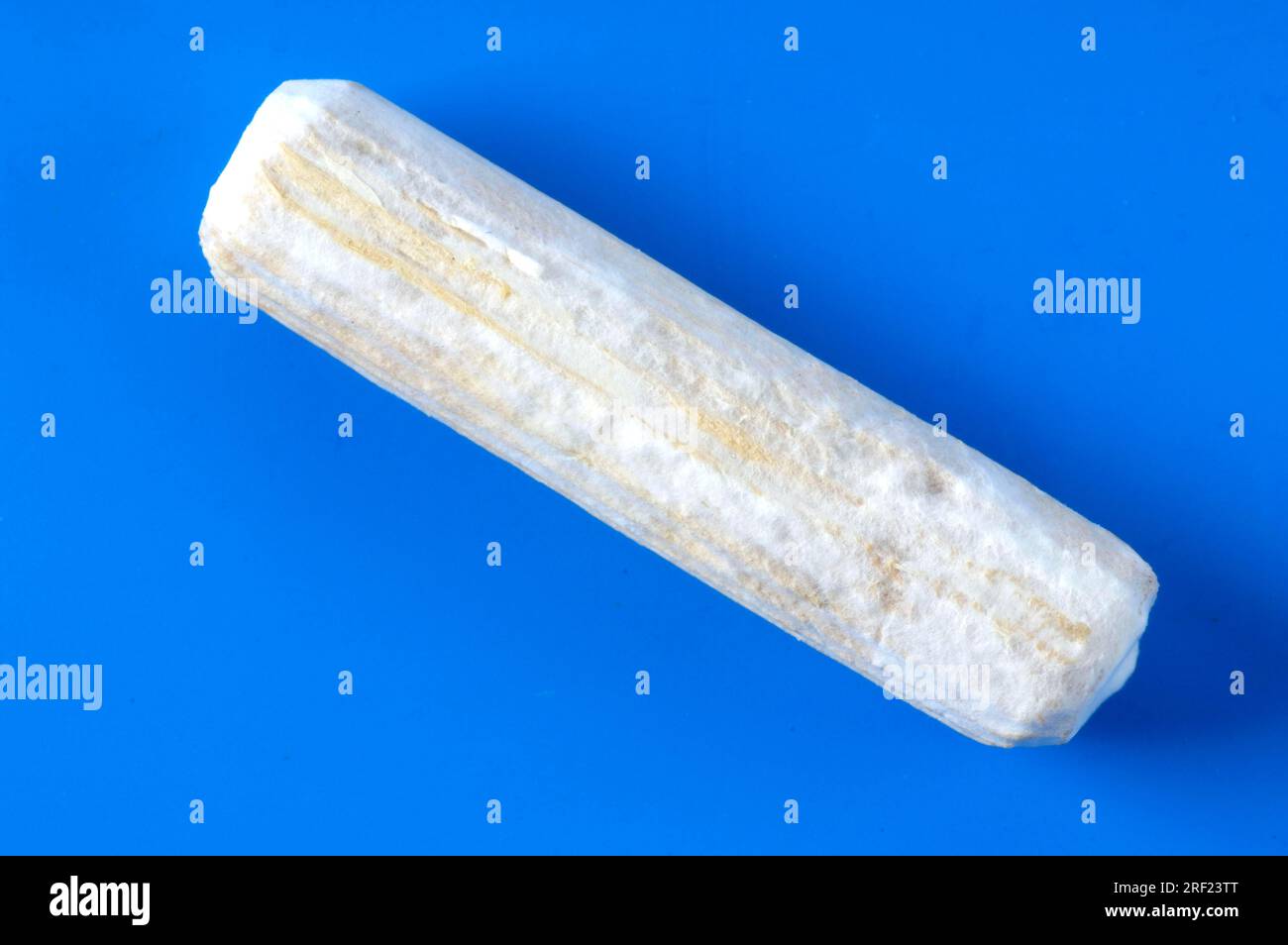 Wooden dowel with mushroom spawn, shitake mushrooms, shiitake mushroom