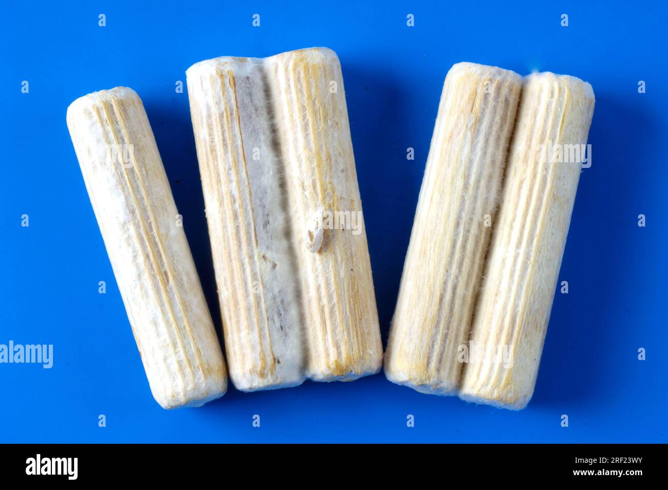 Wooden dowel with mushroom spawn, shitake mushrooms, shiitake mushroom