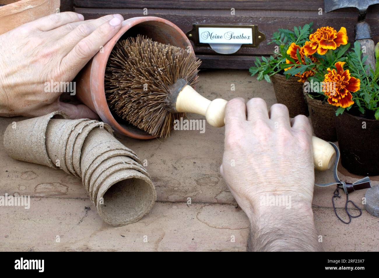 Brushing of clay pot, sowing pot, cleaning Stock Photo Alamy