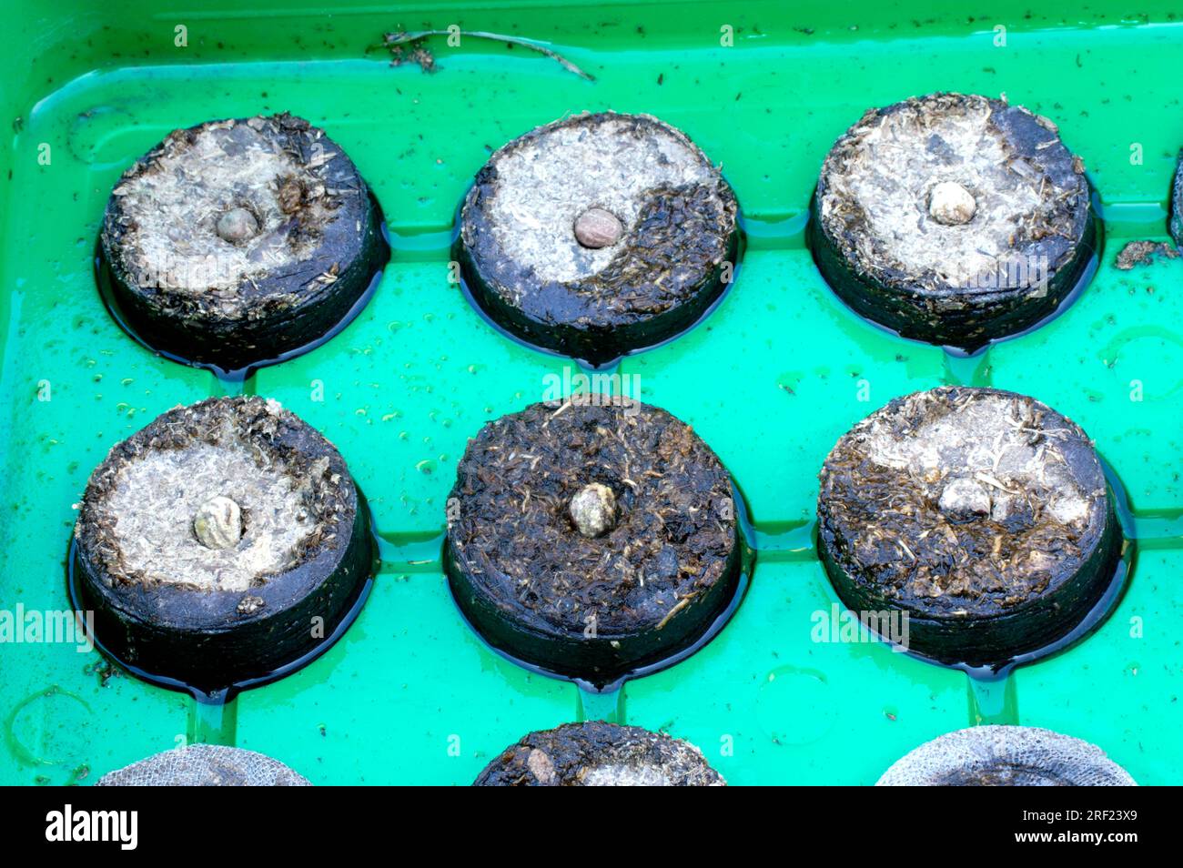 Nasturtium seeds for sowing (Tropaeolum majus), seed pots Stock Photo