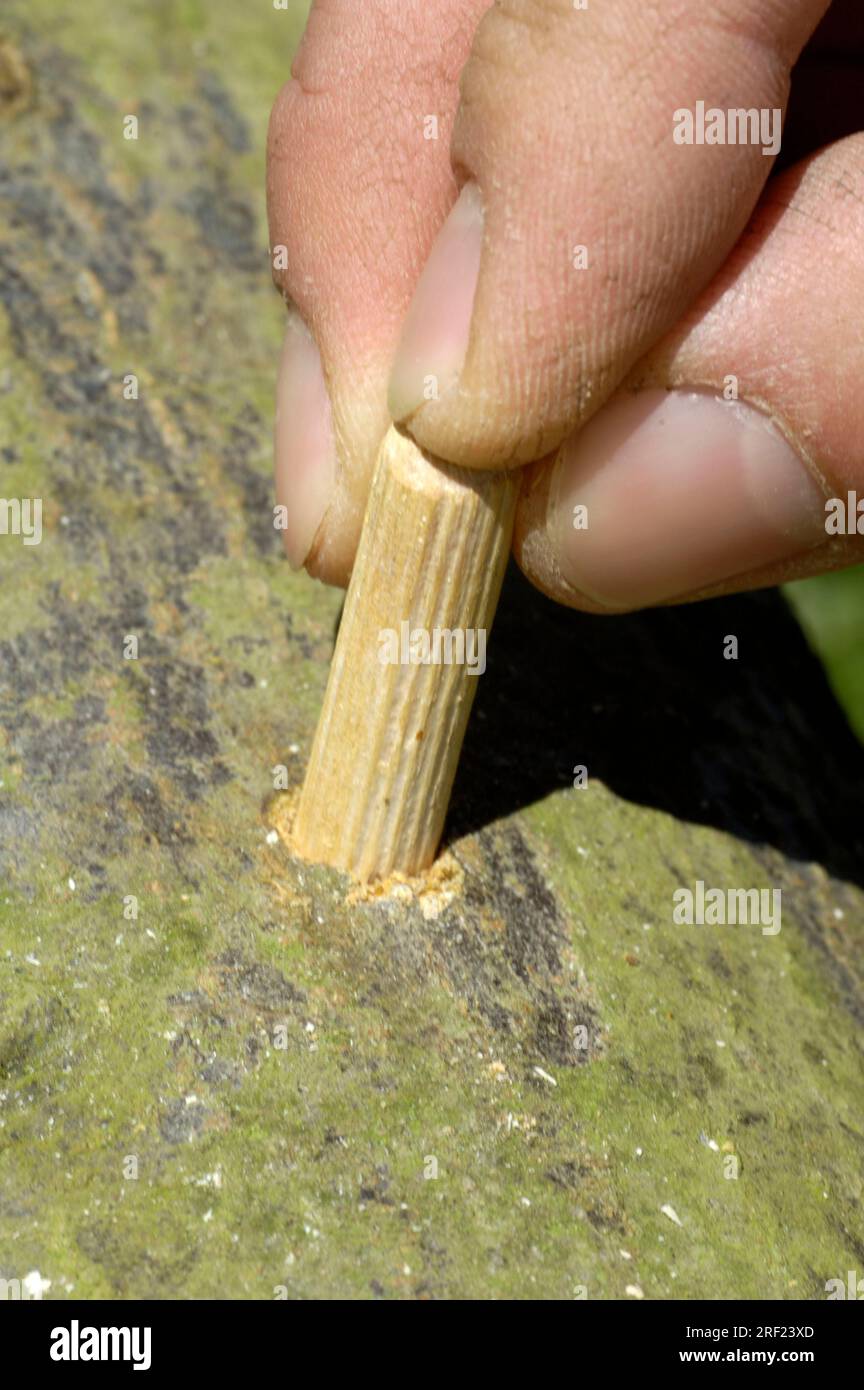 Wooden dowel with mushroom spawn is put in Bochloch, shitake mushrooms