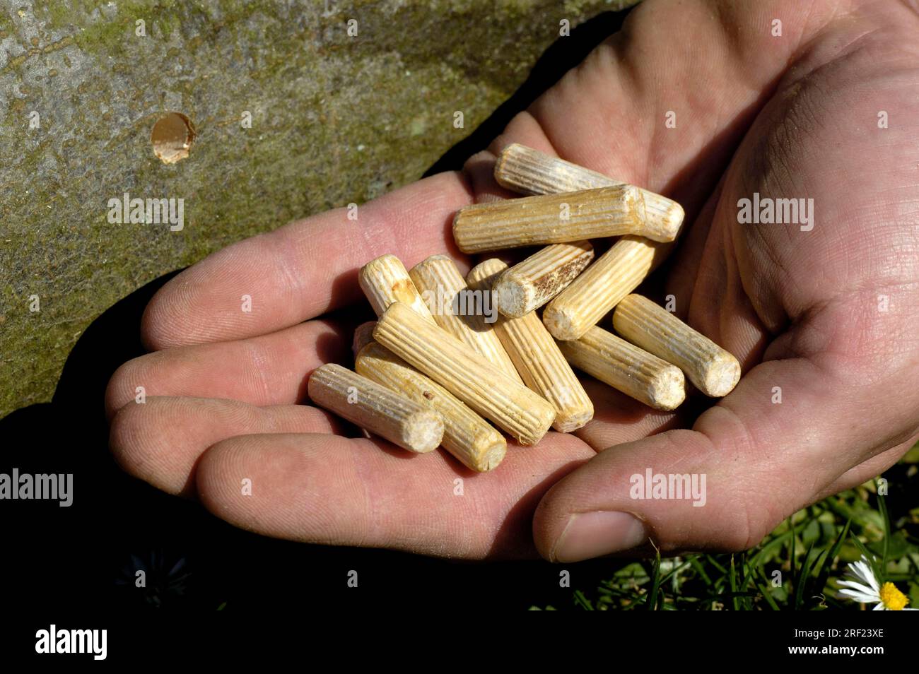 Wooden plug with mushroom spawn, shitake mushrooms, shiitake mushroom