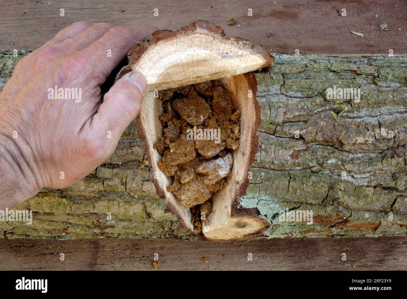Mushroom substrate from shitake mushroom filled in oak trunk, shiitake