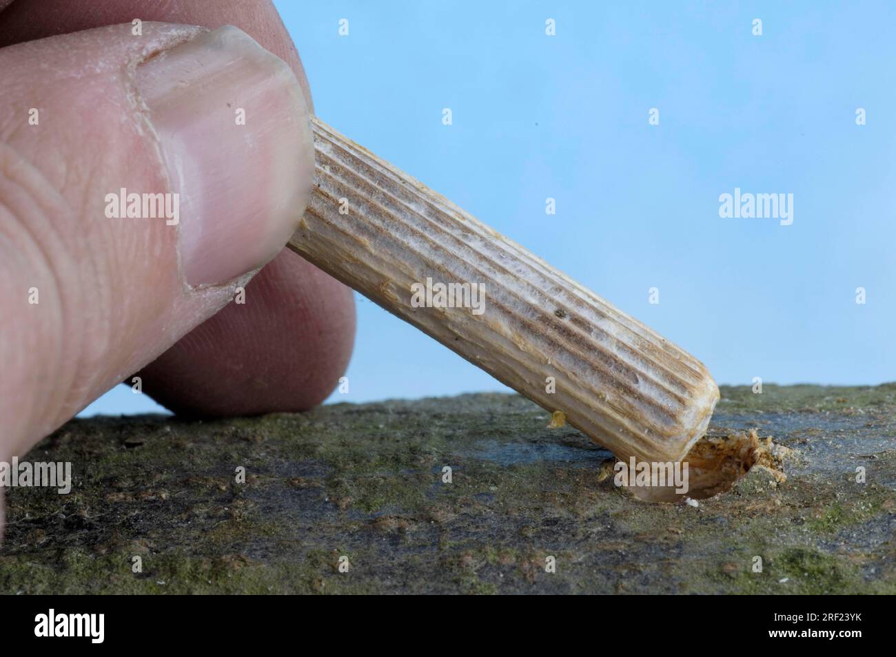 Wooden dowel with mushroom spawn is put in Bochloch, shitake mushrooms