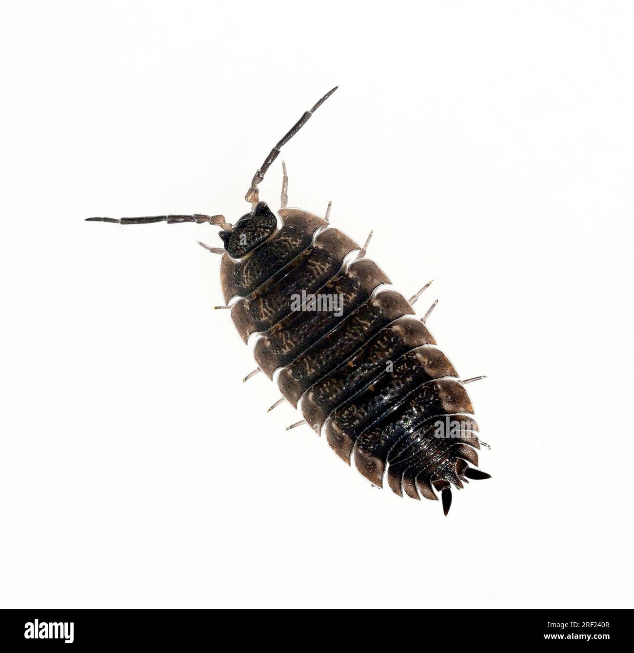 Woodlice, Porcellio scaber, is a very useful species of woodlice, as the animals process dead plant material into humus. Stock Photo