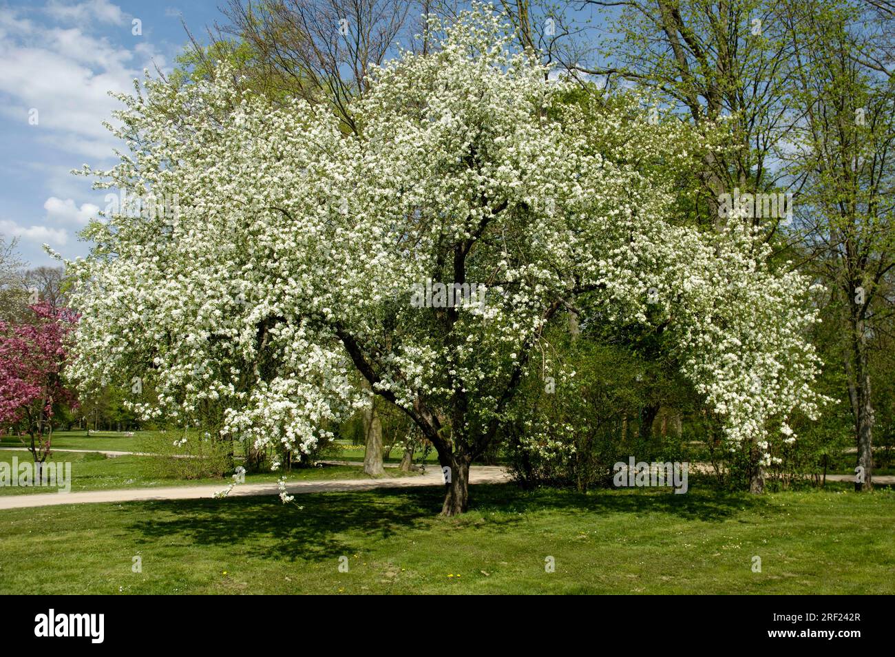 Crabapple (Malus sieboldii var. calocarpa) Stock Photo