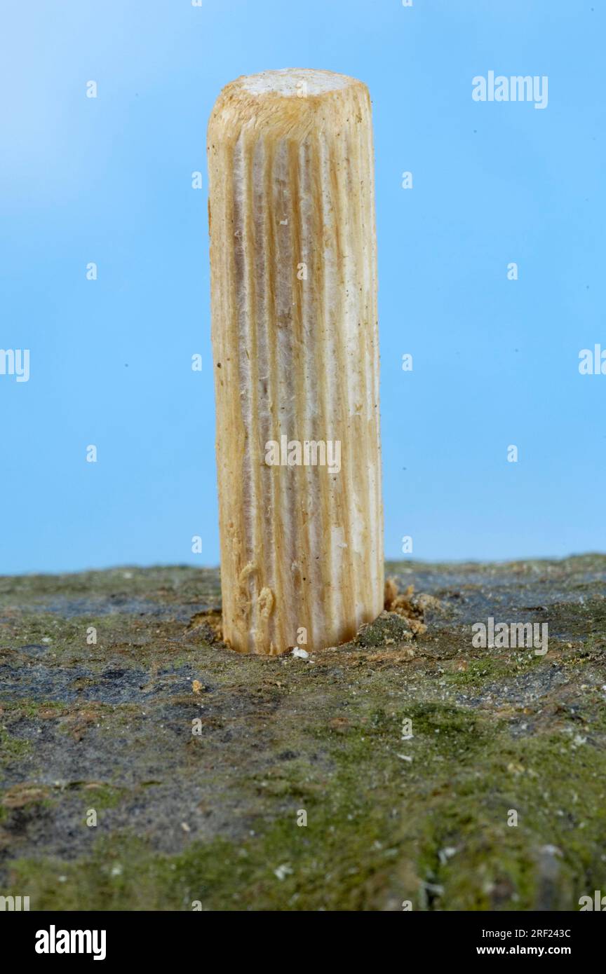 Wooden dowel with mushroom spawn is put in Bochloch, shitake mushrooms