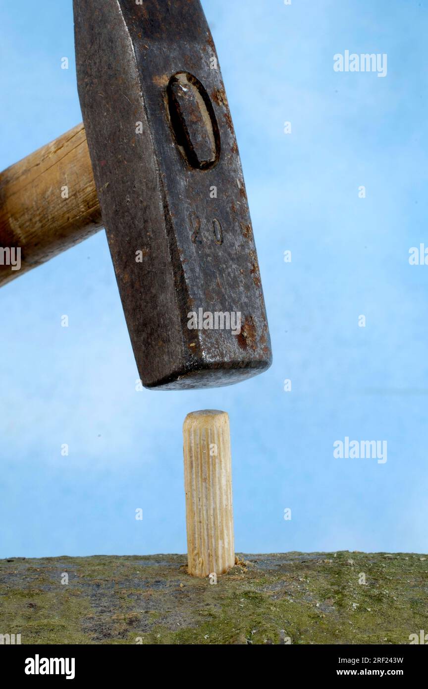 Wooden dowel with mushroom spawn is put in Bochloch, shitake mushrooms