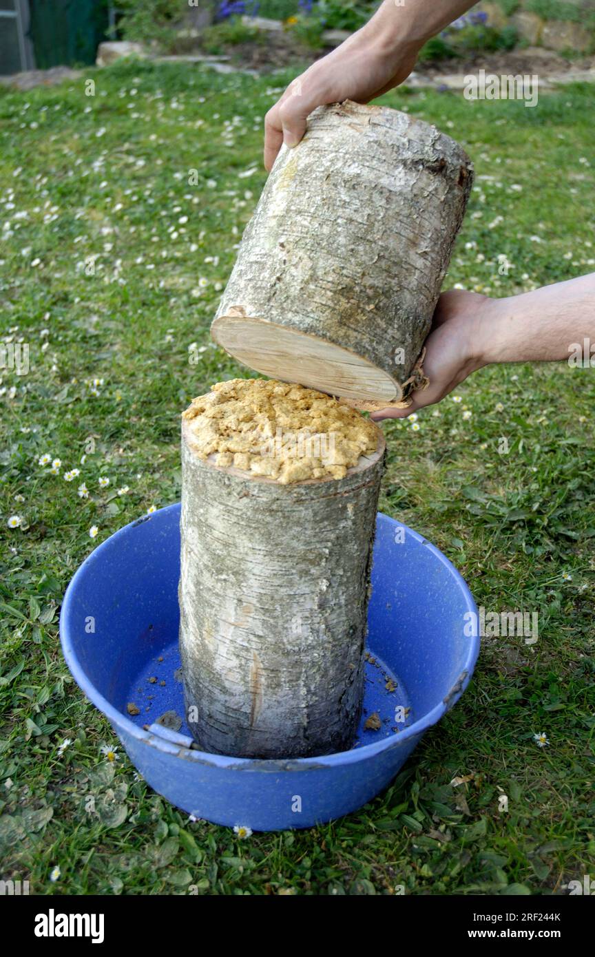 Mushroom cultivation, substrate of shitake mushroom is filled into