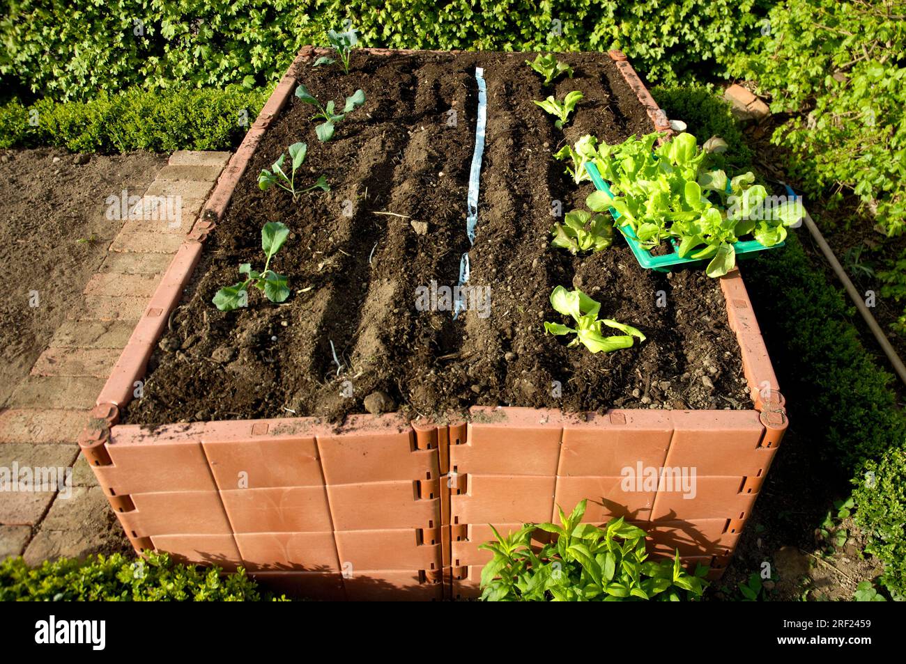 Raised plant bed hi-res stock photography and images - Alamy