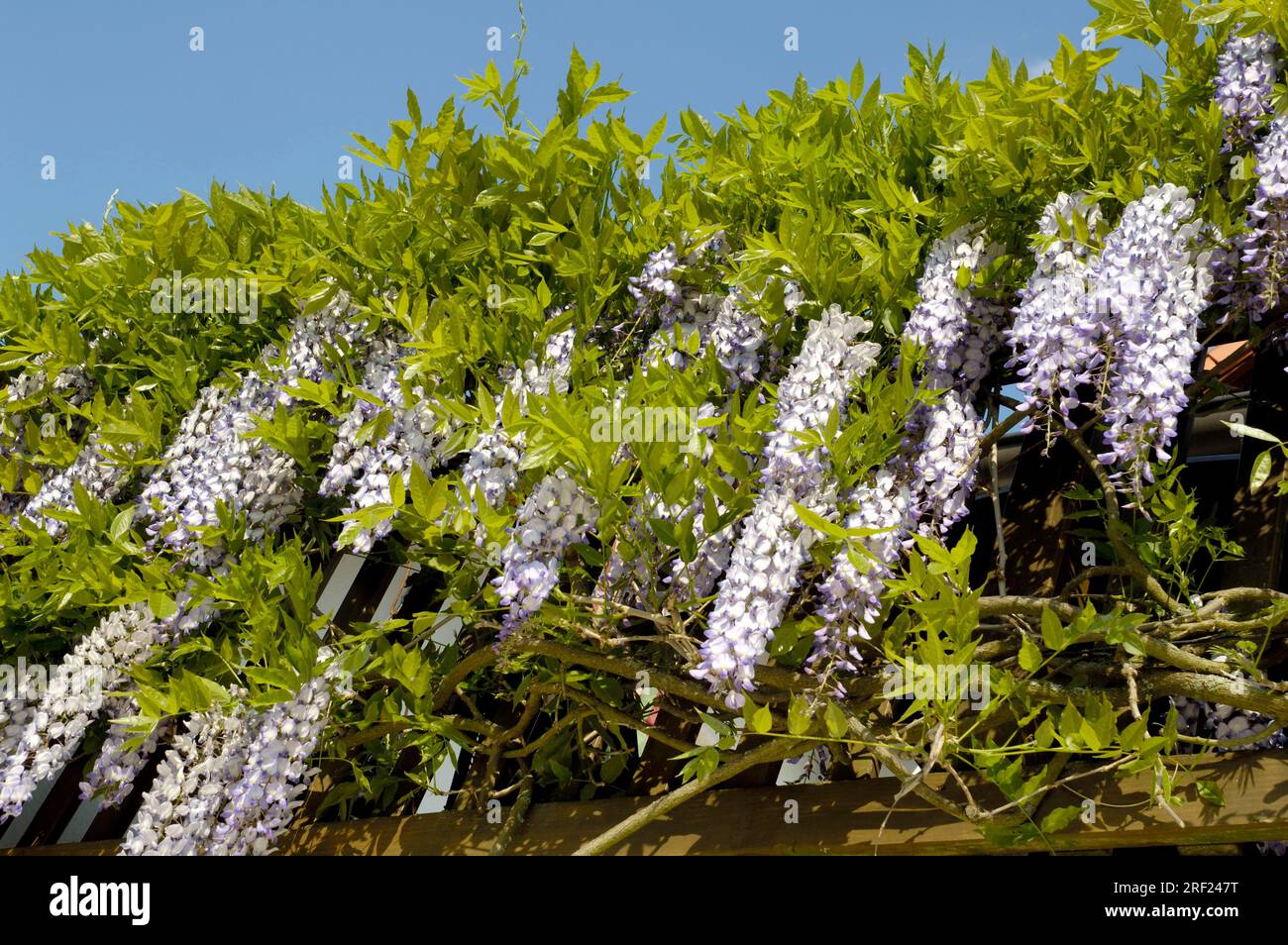 Chinese wisteria (Wisteria chinensis) (Wisteria sinensis Stock Photo