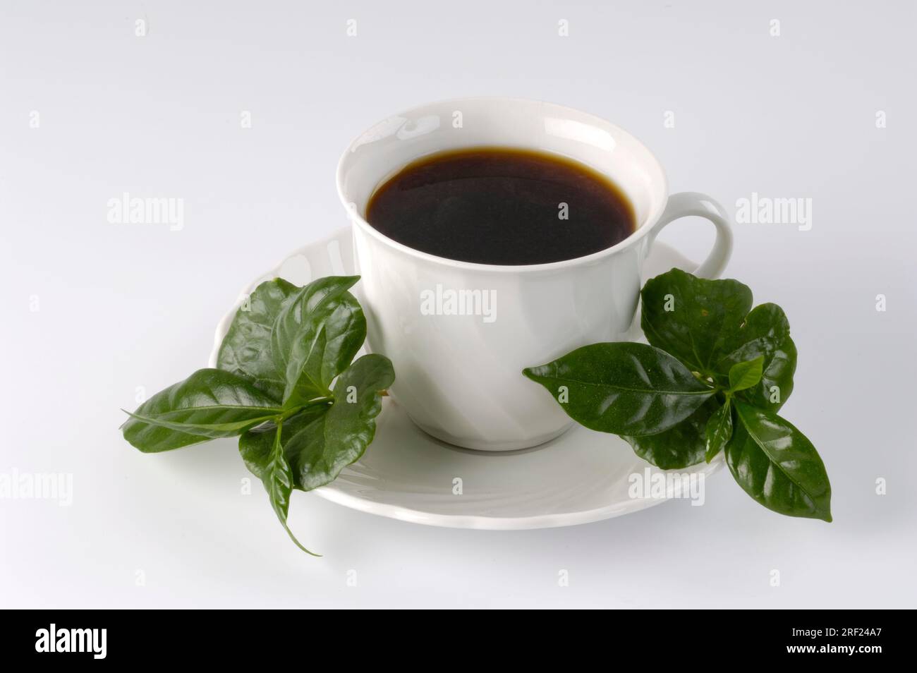 Cup of coffee and coffee leaves (Coffea arabica) Stock Photo