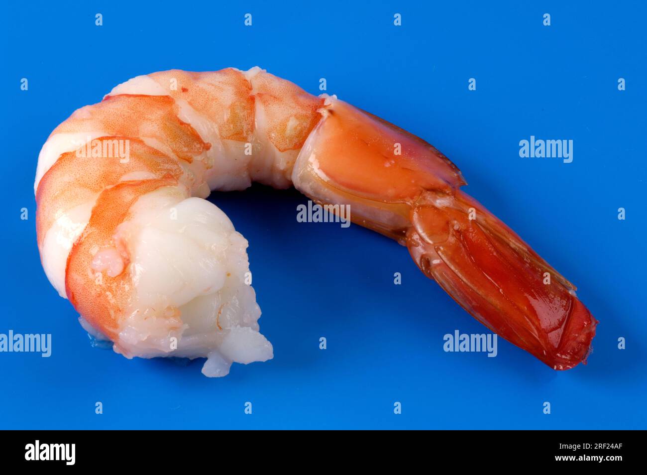 King prawn (Natantia), shrimp Stock Photo Alamy