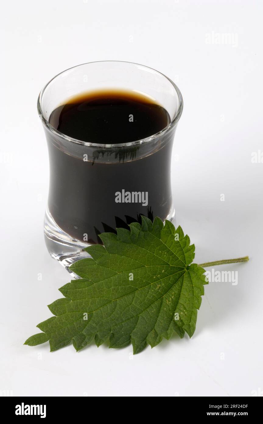 Nettle leaf and nettle juice (Urtica dioica Stock Photo Alamy