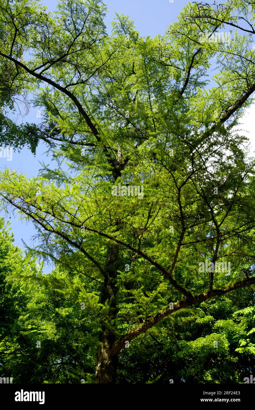 Larix kaempferi (Larix kaempferi) Stock Photo