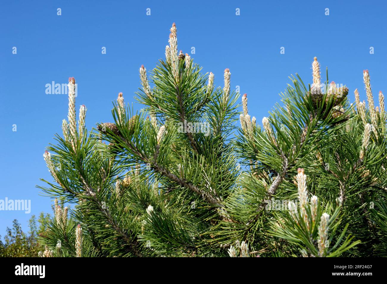 Mountain pine (Pinus mugo), mountain pine, mountain dwarf pine, mountain pine, dwarf pine Stock Photo