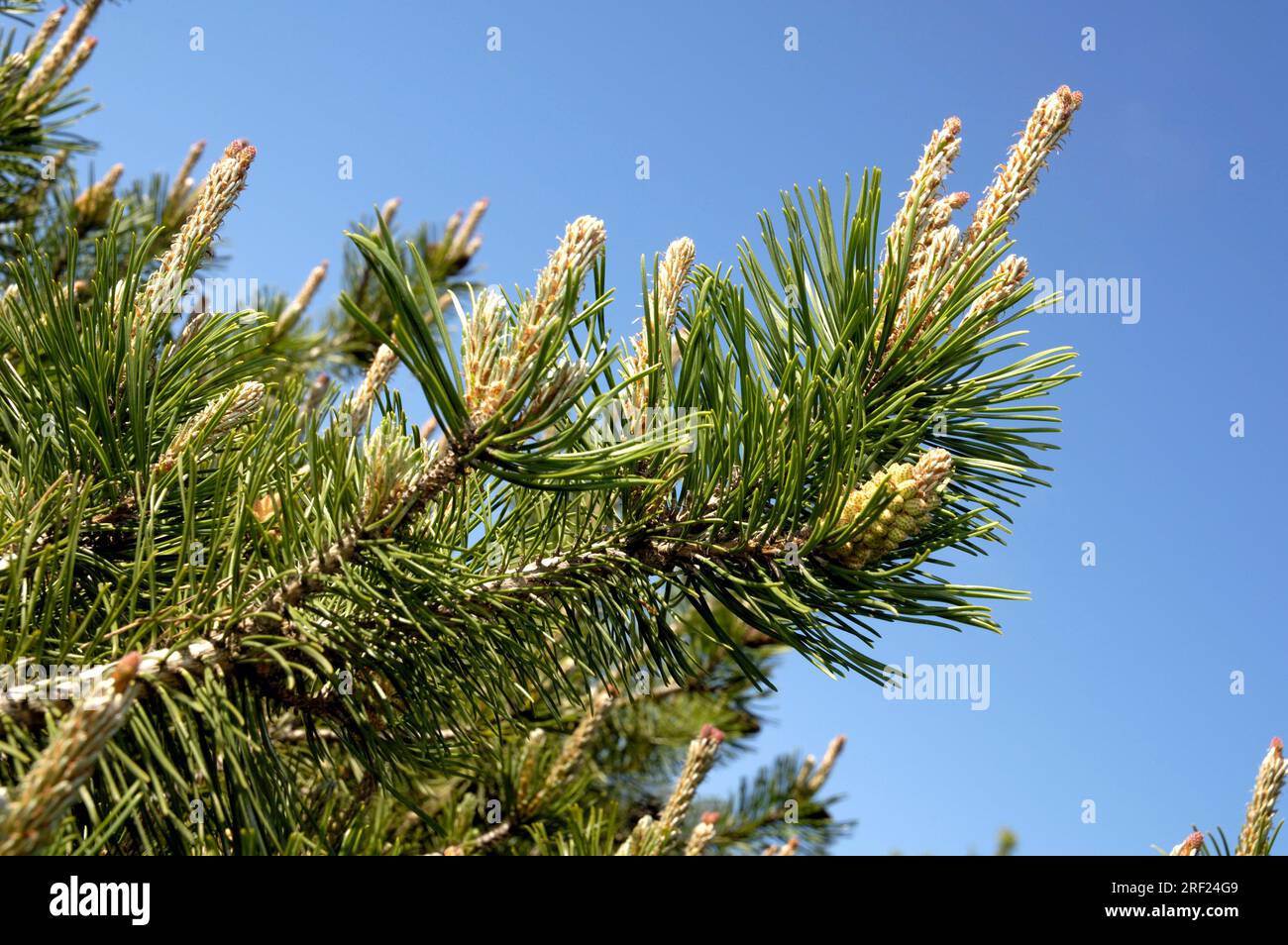 Mountain pine (Pinus mugo), mountain pine, mountain dwarf pine, mountain pine, dwarf pine Stock Photo