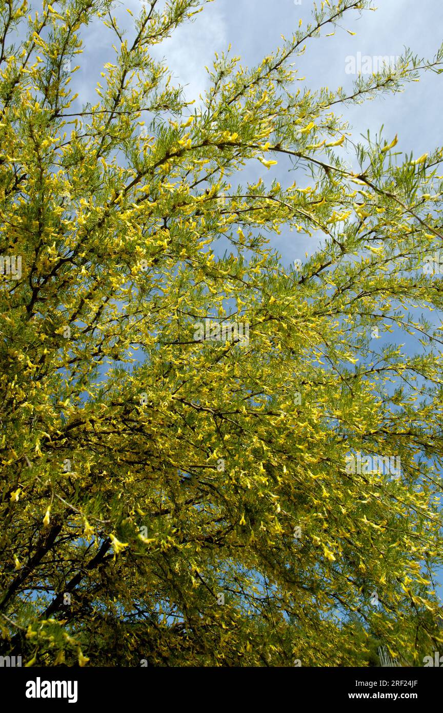 Siberian pea bush (Caragana arborescens) 'Lorbergii Stock Photo