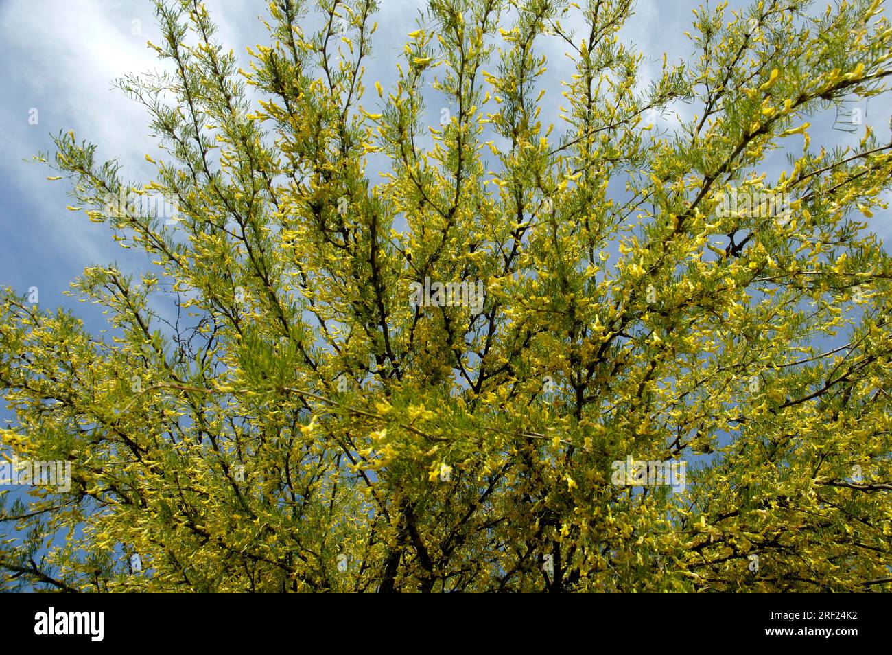 Siberian pea bush (Caragana arborescens) 'Lorbergii Stock Photo