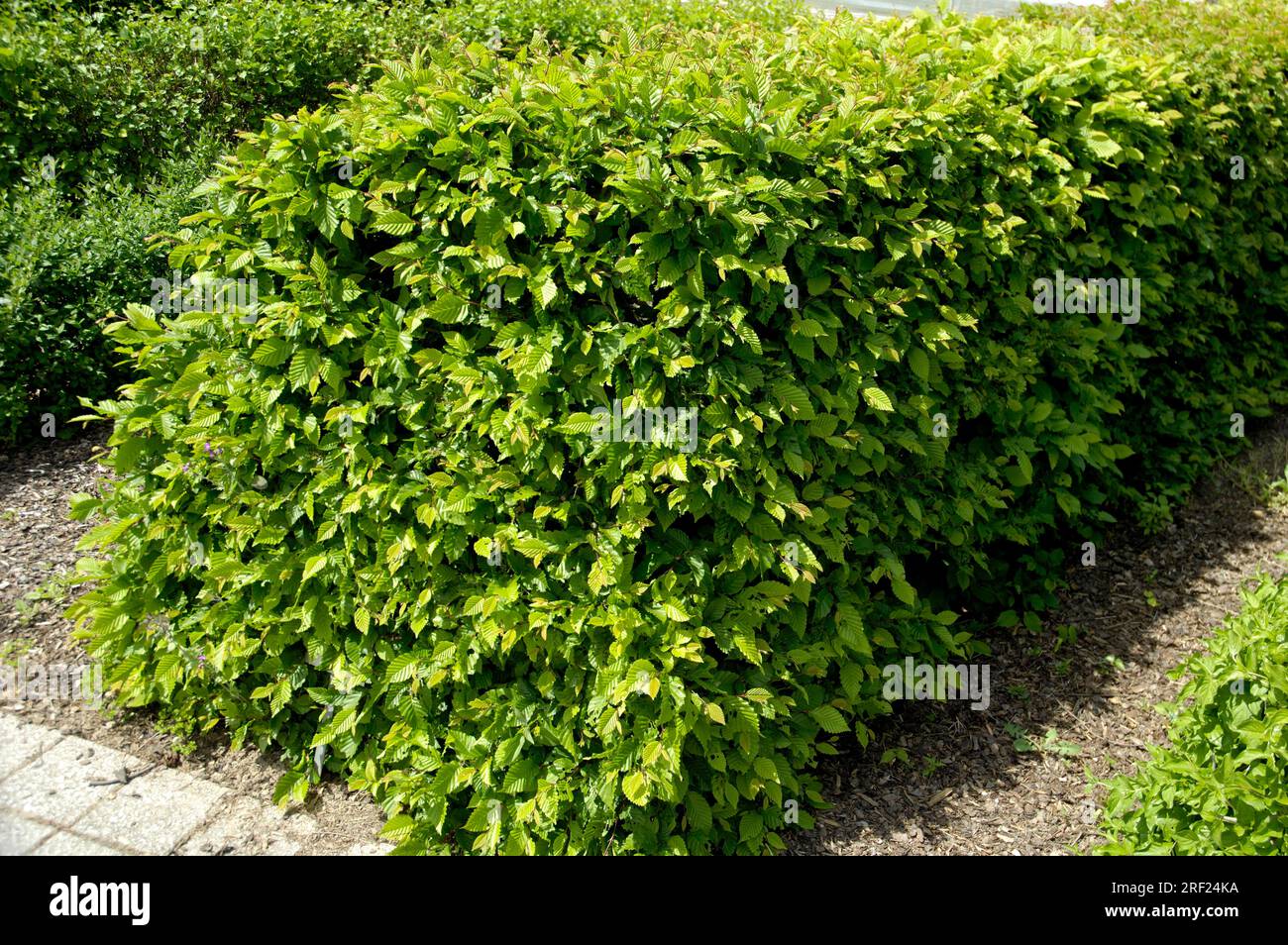 European hornbeams hedge (Carpinus betulus) White beech hedge Stock Photo