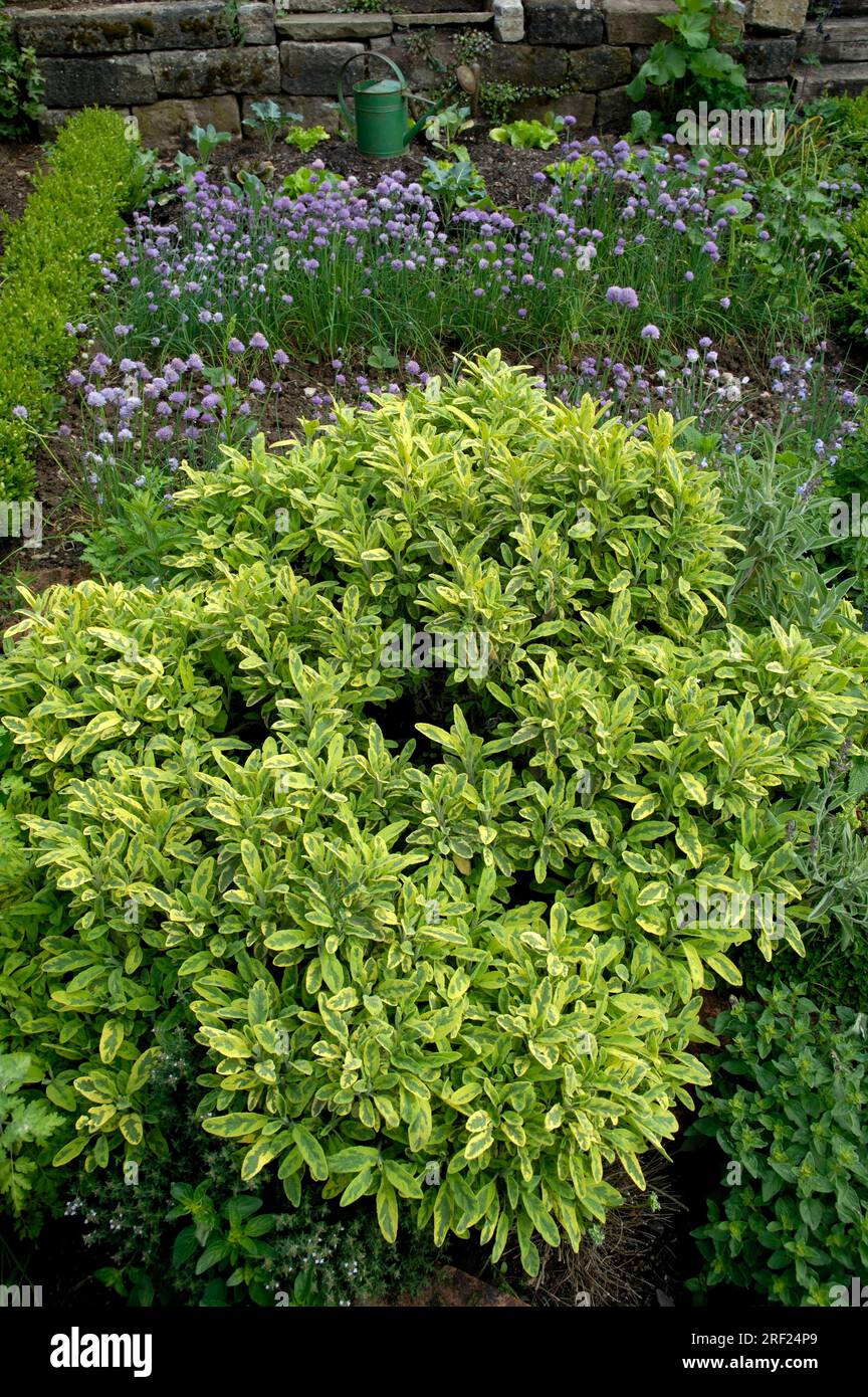 Herb garden, Golden sage 'Aurea', Real sage, Garden sage Stock Photo Alamy