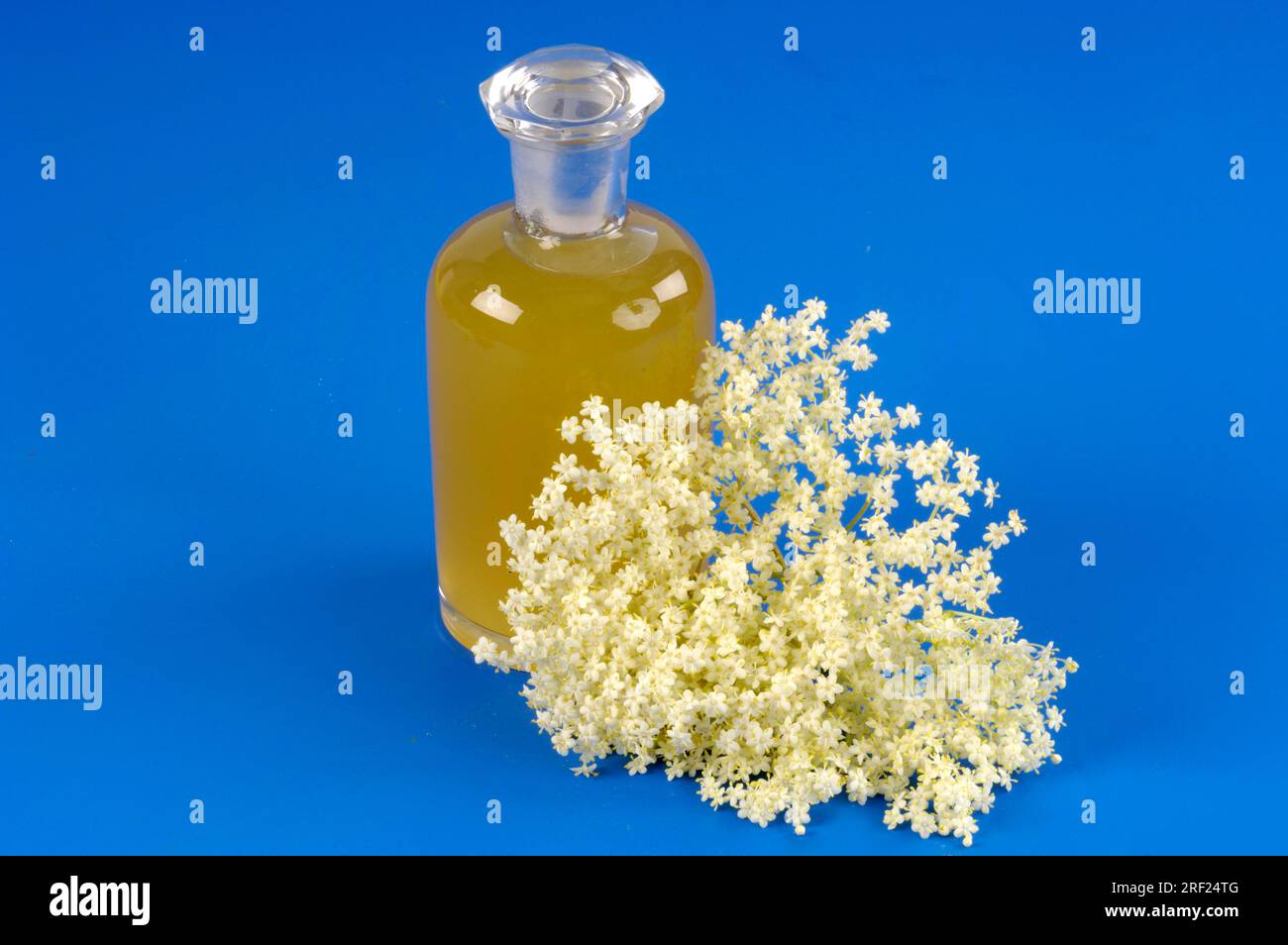 Elder (Sambucus nigra), flowers and syrup, elderberry syrup, bottle