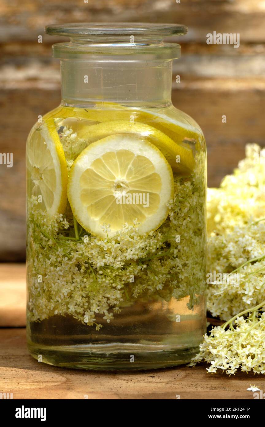Elder (Sambucus nigra), and elderberry syrup, elderberry syrup Stock