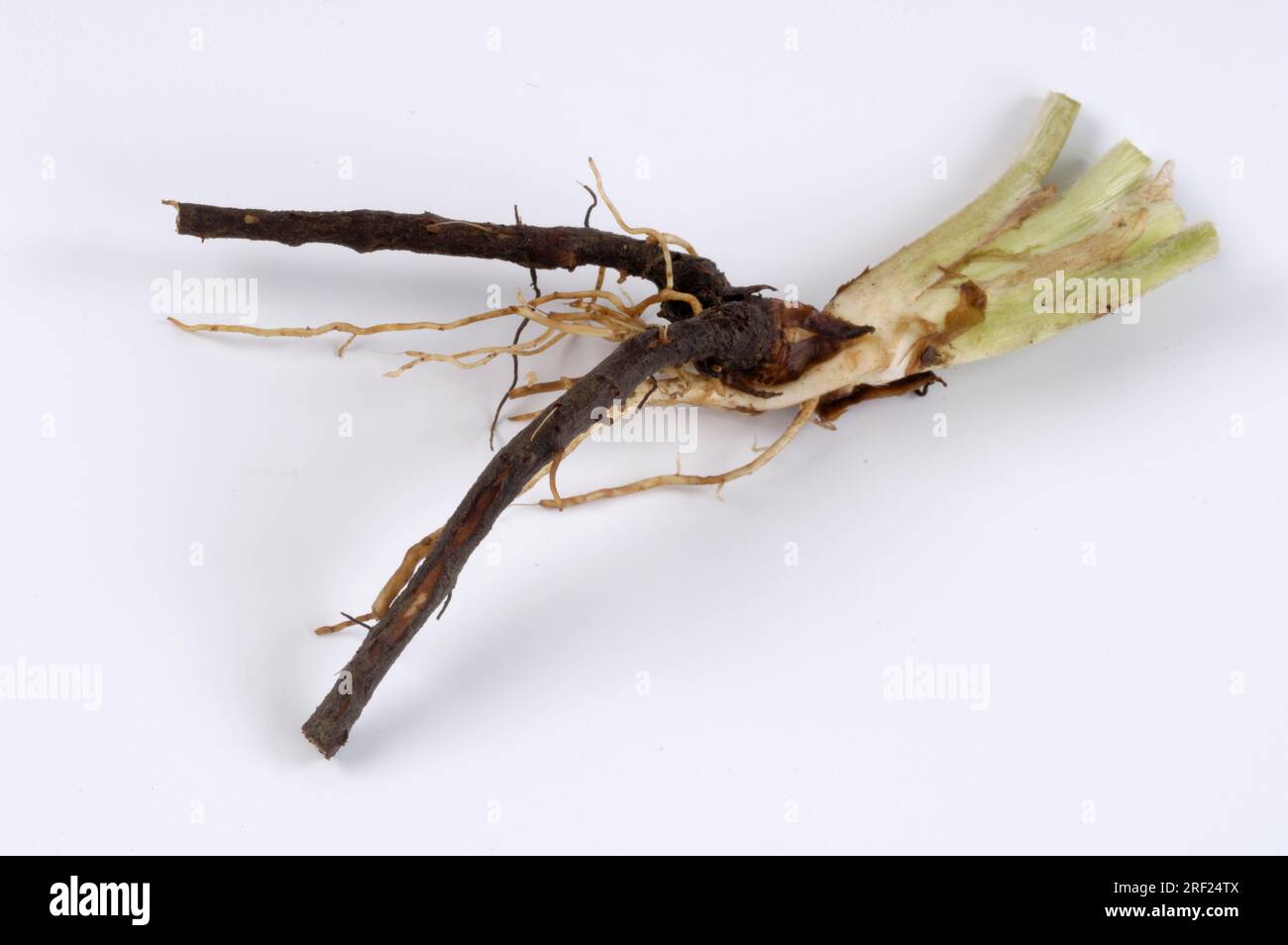 Silverweed (Potentilla anserina), root, Goose cinquefoil Stock Photo