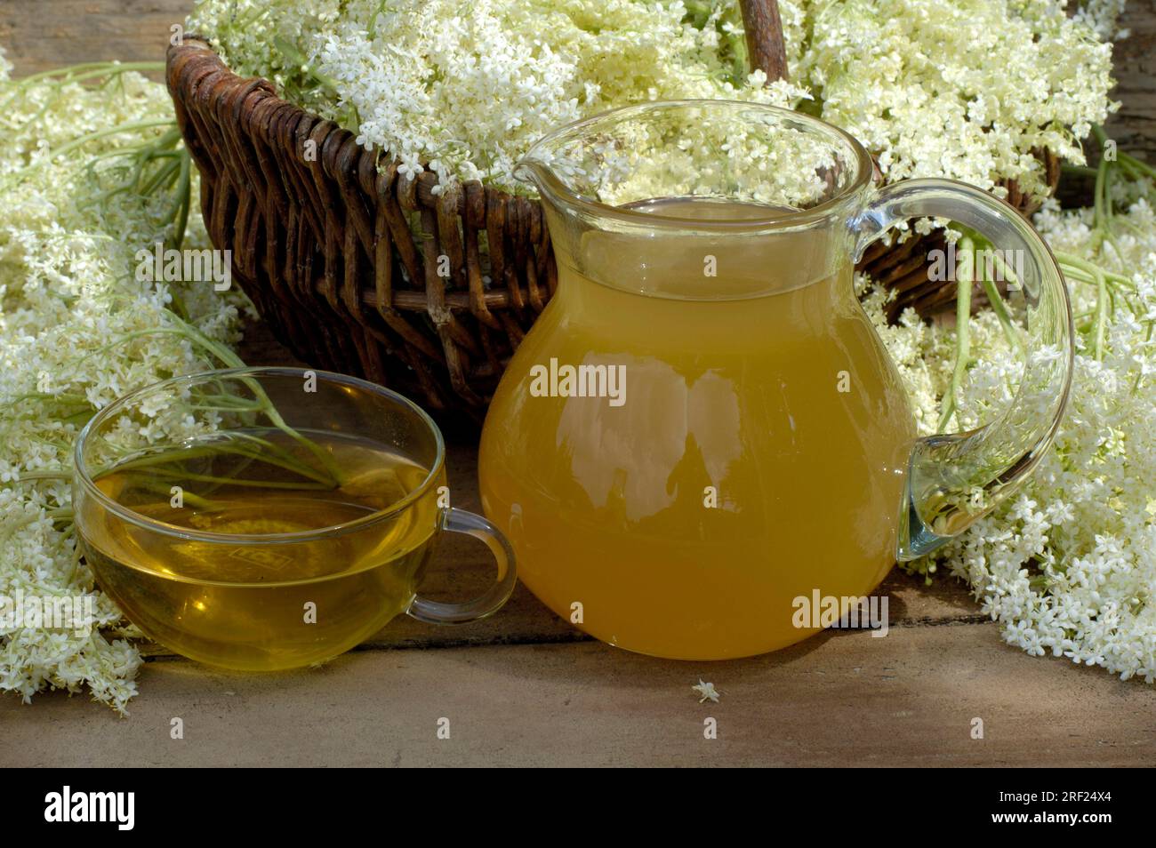 Elder (Sambucus nigra), flowers, cup with elderflower tea and