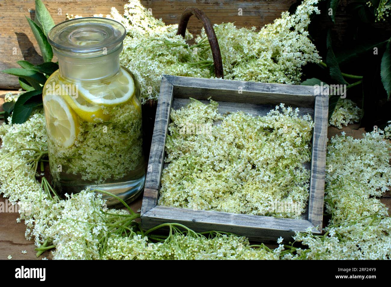 Elder (Sambucus nigra), and elderberry syrup, elderberry syrup Stock