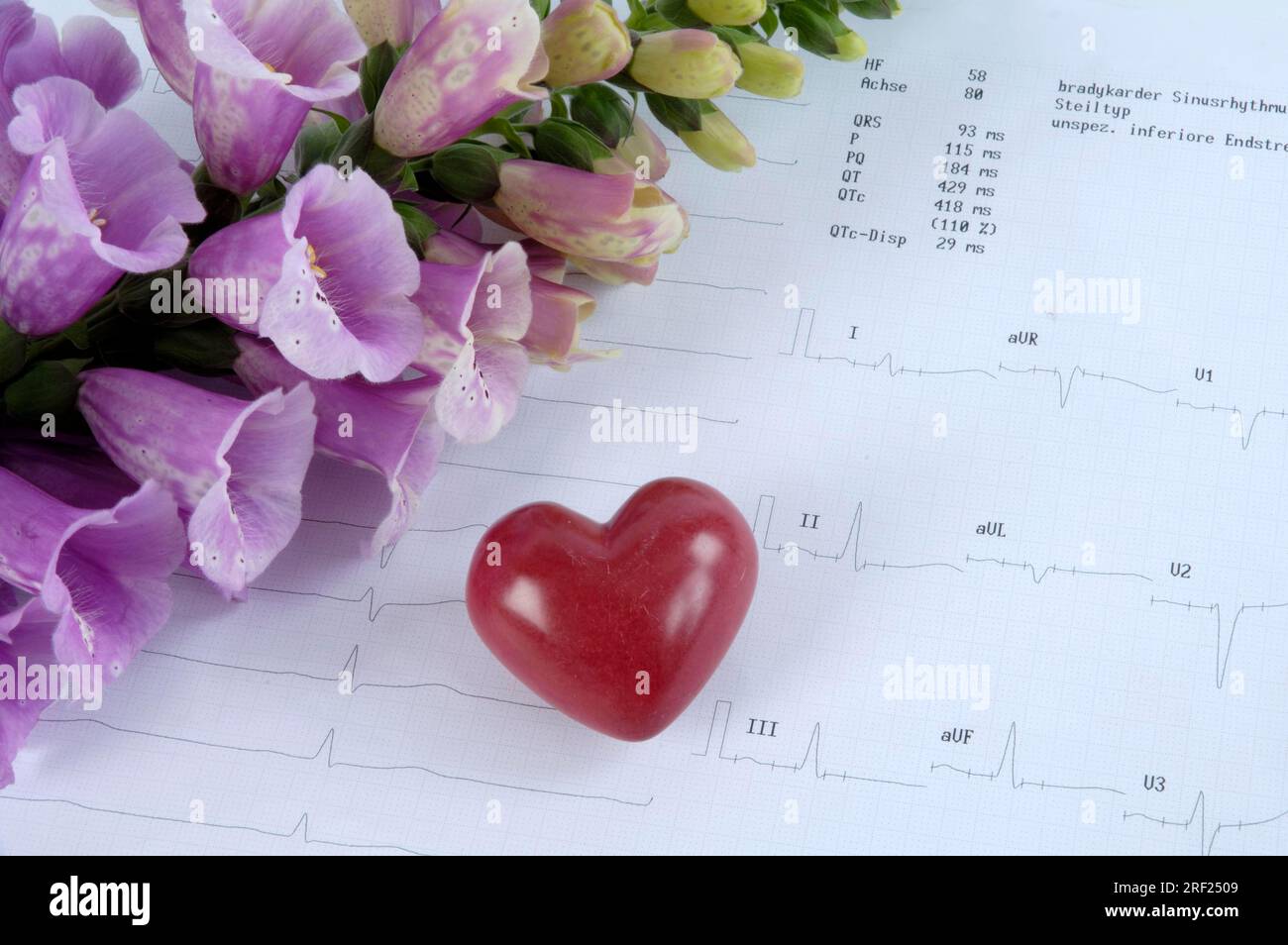 Common foxglove (Digitalis purpurea) and red heart on heart rhythm
