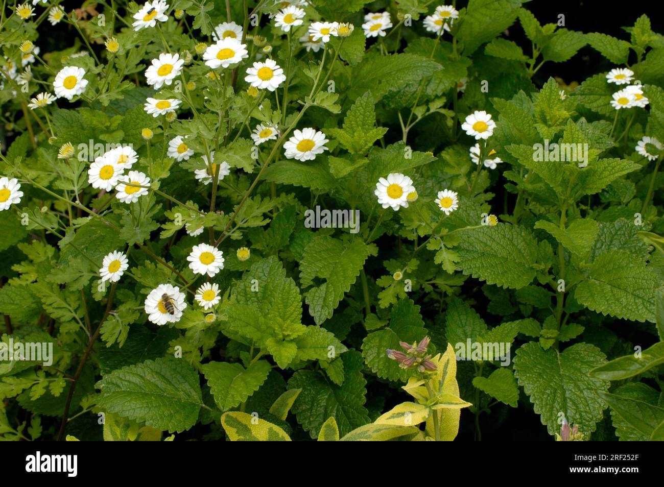 Fever (Chrysanthemum parthenium) Stock Photo