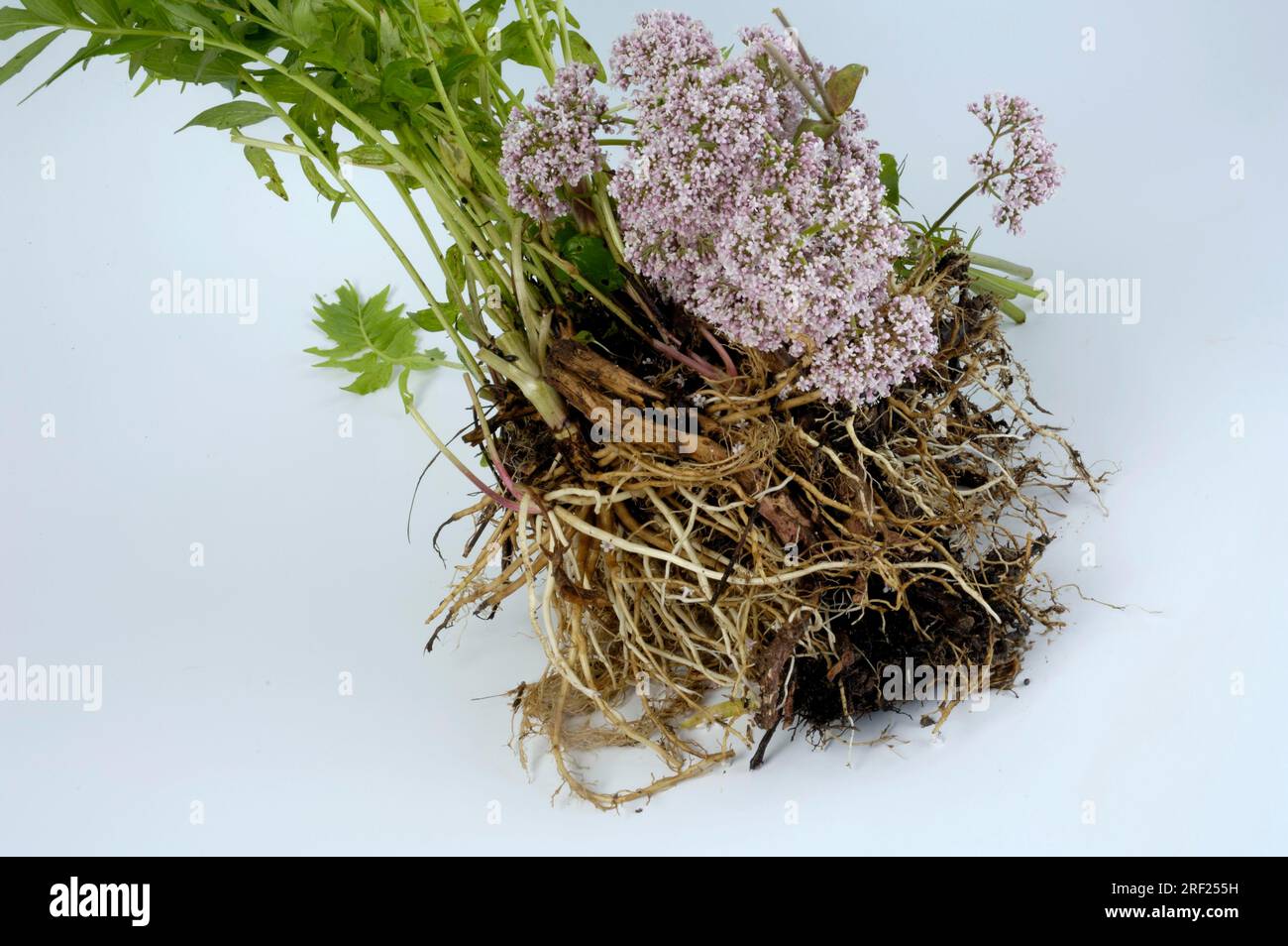 Valeriana officinalis root hi-res stock photography and images - Alamy