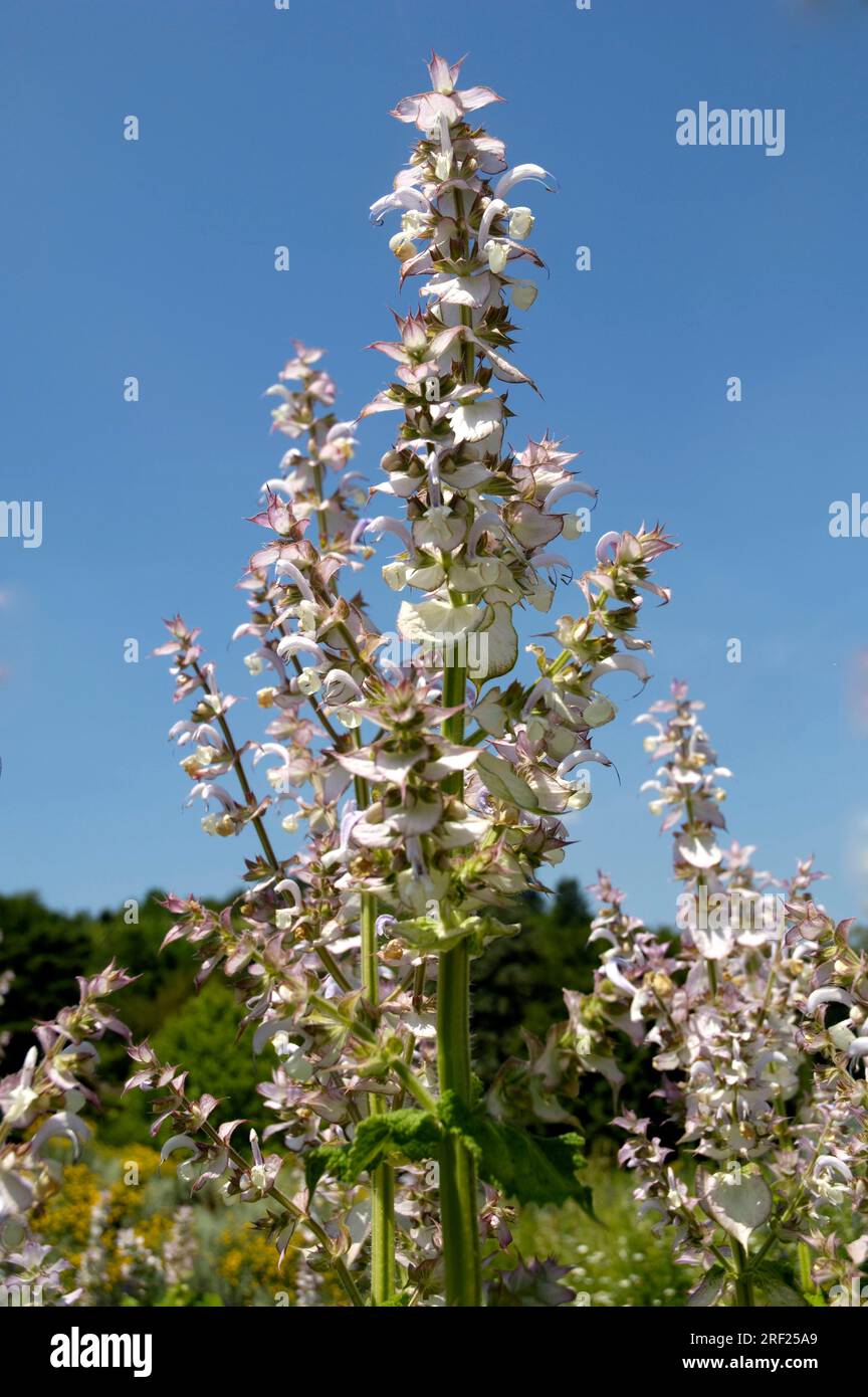 Clary sage (Salvia sclarea Stock Photo - Alamy