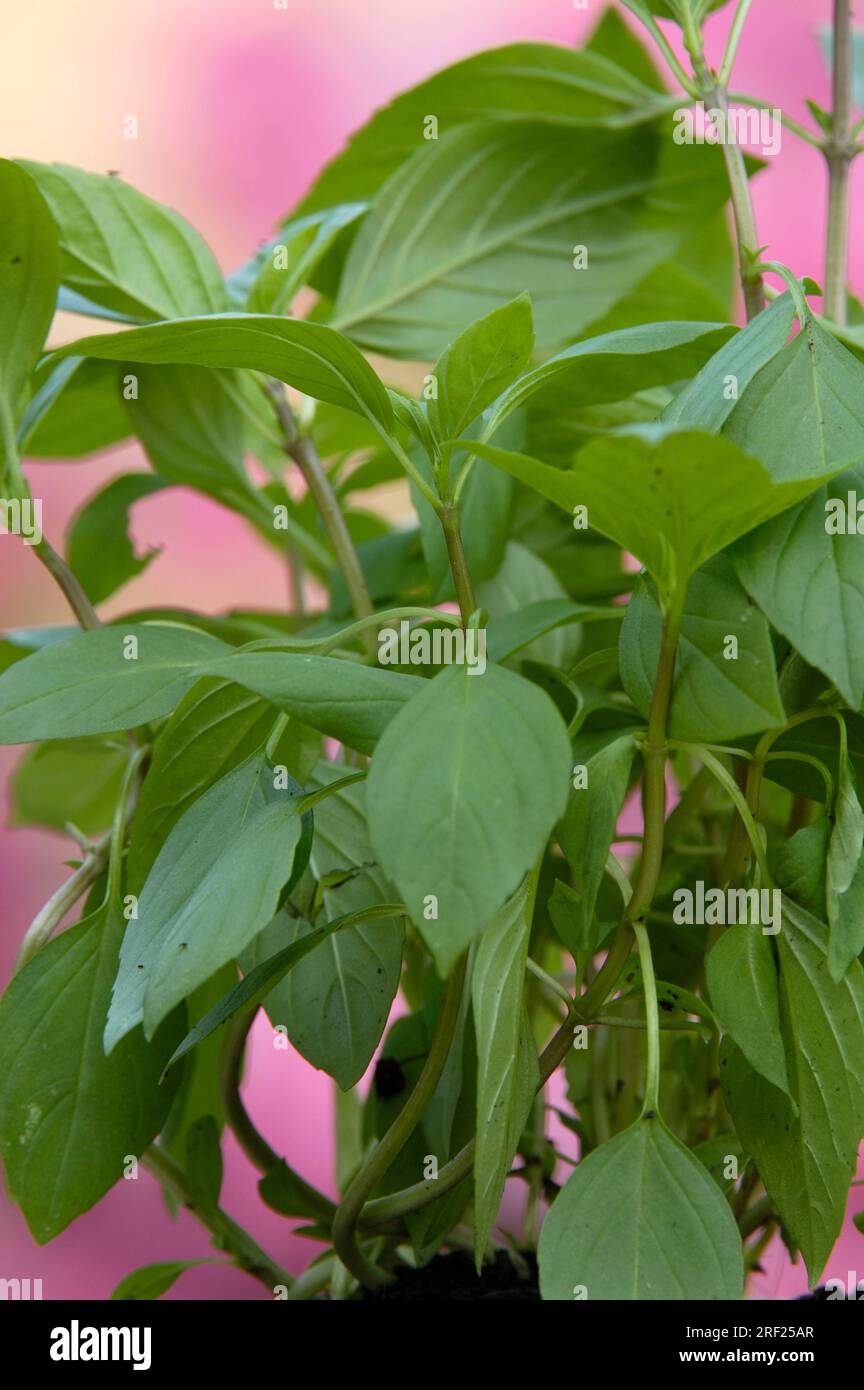 Basilic De Thaïlande Siam Queen - Ocimum Basilicum