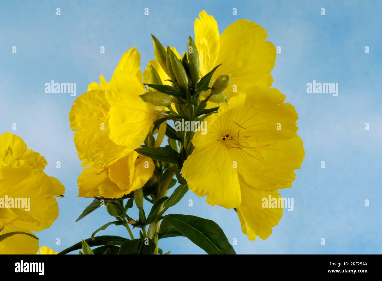 Common Evening Primrose (Oenothera biennis Stock Photo Alamy