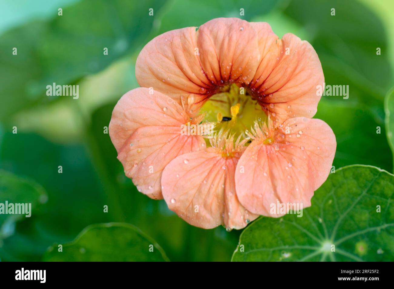Nasturtium (Tropaeolum majus 'Alaska Red Shades') in the
