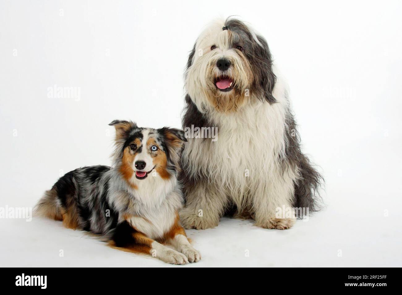 Old english sheepdog hotsell australian shepherd mix