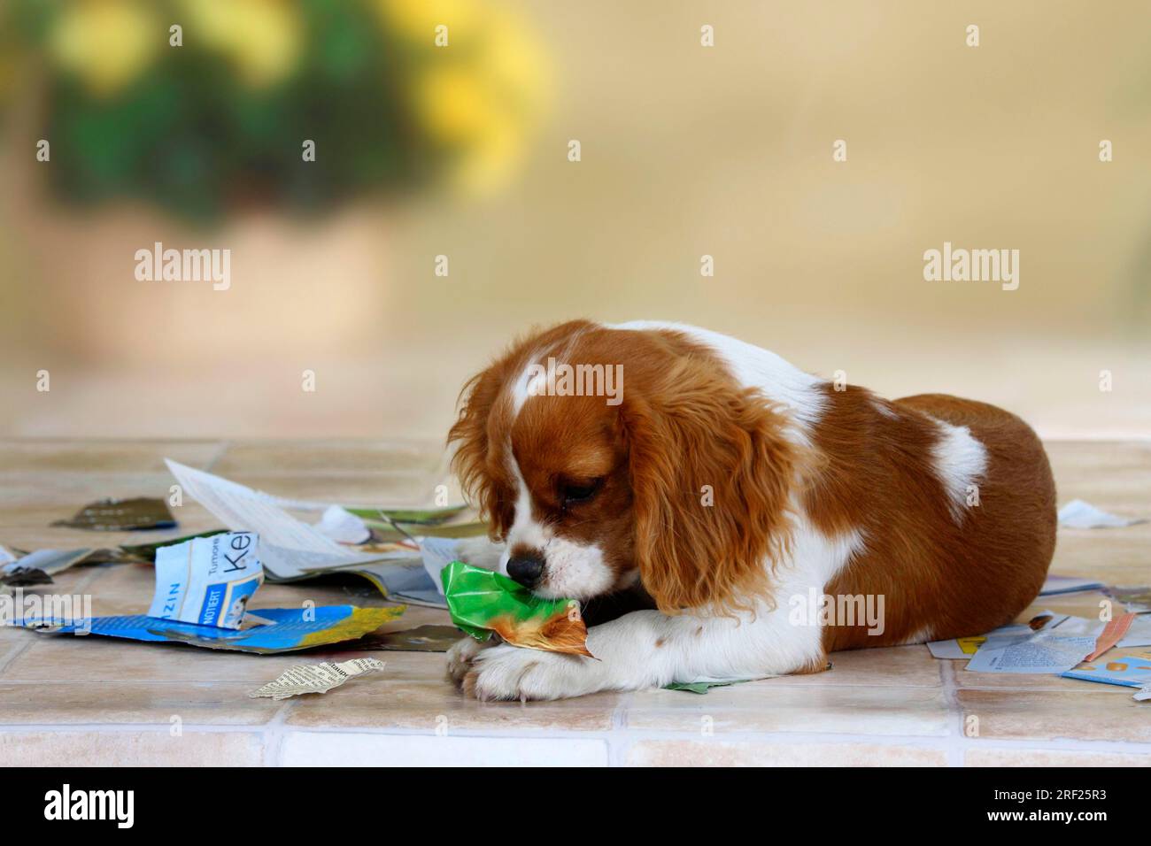 Cavalier King Charles Spaniel, Blenheim, 5 months, tears up a magazine Stock Photo